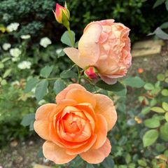 ❁バラ挿し木苗❁レエハ❁幼苗❁ネコポス発送❁ - メルカリ