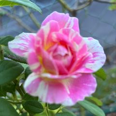 ❁バラ挿し木苗❁ク•モ②❁幼苗❁ネコポス発送❁ - メルカリ