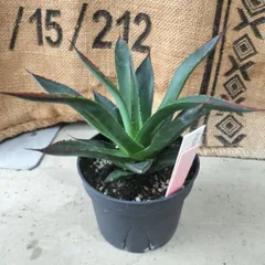 2025年最新】ブルーグロー アガベの人気アイテム - メルカリ