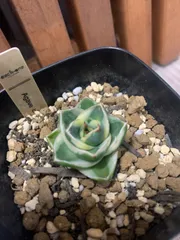 ⭐︎専用中⭐︎アガベ　ピンキー　プレステラ90 ⭐︎専用中⭐︎アガベ ピンキー プレステラ90