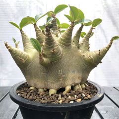 a39 アデニウム ドワーフ s1 塊根植物 コーデックス - メルカリ