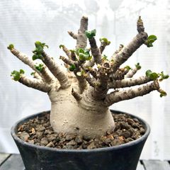 a39 アデニウム ドワーフ s1 塊根植物 コーデックス - メルカリ