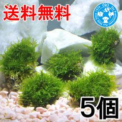 ★育成済★　ウィローモス　風山石小粒（水中葉）（無農薬）（５粒）（４６１８５０）