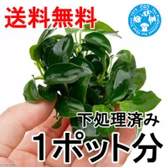 2026年最新】アヌビアスナナの人気アイテム - メルカリ