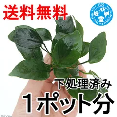 2026年最新】アヌビアスナナの人気アイテム - メルカリ