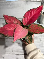 2025年最新】アグラオネマの人気アイテム - メルカリ