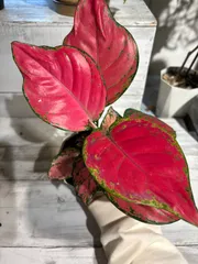 アグラオネマ　タイ新ハイブリッド　リッチパス　極上大株鉢ごとメルカリ便 アグラオネマ タイ新ハイブリッド リッチパス 極上大株鉢ごとメルカリ