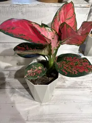 2025年最新】アグラオネマの人気アイテム - メルカリ