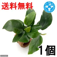 2026年最新】アヌビアスナナの人気アイテム - メルカリ