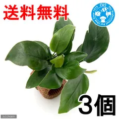 2026年最新】アヌビアスナナの人気アイテム - メルカリ