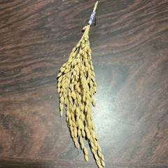 ☆クリクリ様専用☆迎春、お正月飾りなどに稲穂ドライフラワー、スワッグ材料，リースしめ縄正月、節分、縁起物、厄除け、神棚などに稲穂５本６セット
