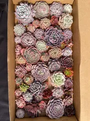 【鮮やか＆多種類】50株のカット大苗セット　佐川発送予定　多肉植物　韓国苗　エケベリア　詰め合わせ　T40