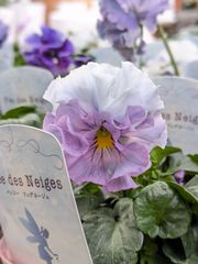 フェデネージュ ブルー 【匿名配送】おまかせ2ポット