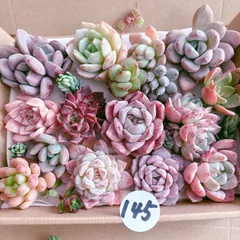 2025年最新】ネコポス発送植物の人気アイテム - メルカリ