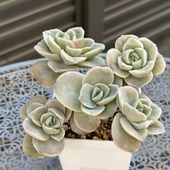 2025年最新】ラブリーローズの人気アイテム - メルカリ