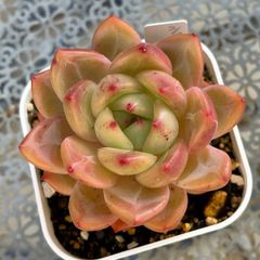 チョコレート錦　抜き苗 チョコレート錦 レッドベリー 抜き苗セット - メルカリ