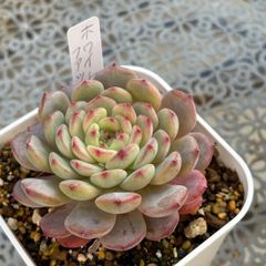 多肉植物 ☘️ チョコレート錦 いっぱい 抜き苗 - メルカリ