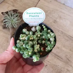 2026年最新】斑入りグリーンネックレス マーブルネックレスの人気