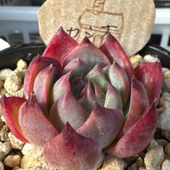 miyaさん苗❣️命名株❣️❣️ひなの❣️❣️札付き❗️多肉植物 抜き