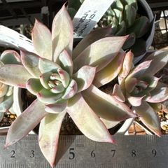 miyaさん苗❣️命名株❣️❣️ひなの❣️❣️札付き❗️多肉植物 抜き