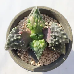 2025年最新】フォーカリアの人気アイテム - メルカリ