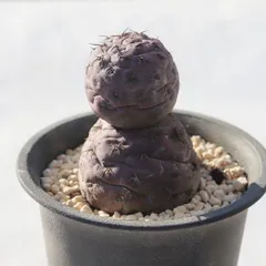 2025年最新】テフロカクタスの人気アイテム - メルカリ