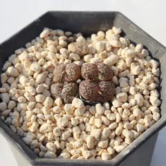 2025年最新】コノフィツムの人気アイテム - メルカリ