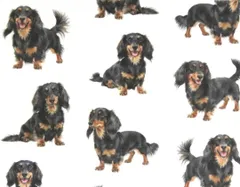 【ゆきちゃん限定】X2544 ミニチュアダックス ブラックタン 白 布 1m