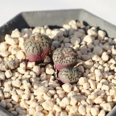 2026年最新】コノフィツム ウィッテベルゲンセの人気アイテム - メルカリ