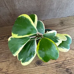 ハートホヤ　斑入り⑦  現品　Hoya kerrii ホヤ サクララン 桜蘭 ホヤ カーリー ケリー シャムサクララン 観葉植物 観葉 植物  ハンギングにおすすめ 吊るす 吊り下げ インテリア プレゼント おしゃれ かわいい グリーン アートプランツ