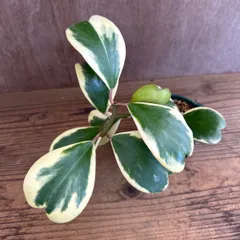 ハートホヤ　斑入り⑧  現品　Hoya kerrii ホヤ サクララン 桜蘭 ホヤ カーリー ケリー シャムサクララン 観葉植物 観葉 植物  ハンギングにおすすめ 吊るす 吊り下げ インテリア プレゼント おしゃれ かわいい グリーン アートプランツ