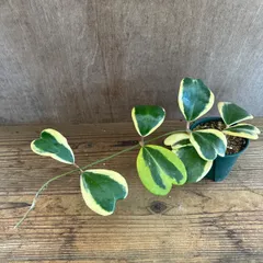 ハートホヤ　斑入り①  現品　Hoya kerrii ホヤ サクララン 桜蘭 ホヤ カーリー ケリー シャムサクララン 観葉植物 観葉 植物  ハンギングにおすすめ 吊るす 吊り下げ インテリア プレゼント おしゃれ かわいい グリーン アートプランツ