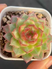 新入荷　グリーン女王×50株 多肉植物 エケベリア セダム アエオニウム 韓国苗 寄せ植え　詰め合わせ MY787