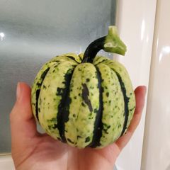 相模半白きゅうり(Sagami Hanjiro Cucumber・固定種) - メルカリ