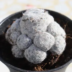 マミラリア ブカレンシス変種 エルサム 大株 鉢植えメルカリ便送料込み サボテン マミラリア エルサム - メルカリ