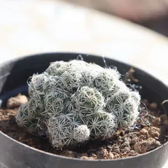 2026年最新】マミラリア サボテンの人気アイテム - メルカリ 2026年最新】マミラリア サボテンの人気アイテム - メルカリ