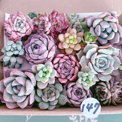 147 多肉植物寄せ植えセット