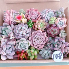 148 多肉植物寄せ植えセット