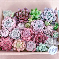 149 多肉植物寄せ植えセット