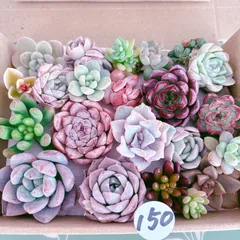 2025年最新】多肉植物 カット苗 詰め合わせの人気アイテム - メルカリ