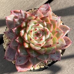 送料込！】エケべリア 韓国苗 ピアレス x サラヒメ｜チャンフィー苗