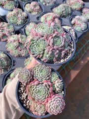 ピンクウィッチ ZZ10×15苗 抜き苗 多肉植物 アエオニウム エケベリア