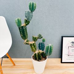 現品］♡かわいい♡ 24番 柱サボテン 鬼面角 ブランチ 5号 観葉植物