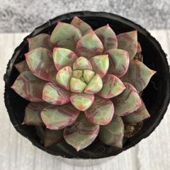 第四種郵便発送】どんぐりぼうや様専用 - メルカリ