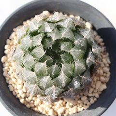 センペルビウム アラクノイデウム 錦 斑入り 超レア - メルカリ