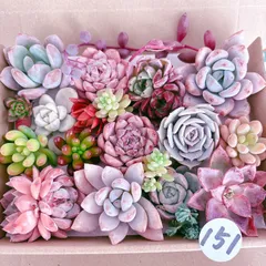 151 多肉植物寄せ植えセット
