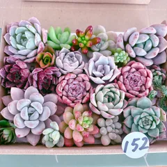 152 多肉植物寄せ植えセット