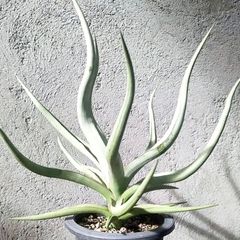 S-57 超希少 サンスベリア ダンシングドラゴン メルカリ便 抜き苗発送 S-57 超希少 サンスベリア ダンシングドラゴン メルカリ便 抜き苗発送