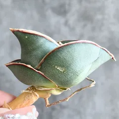 2025年最新】サンセベリアの人気アイテム - メルカリ