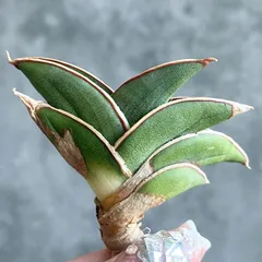 2025年最新】サンスベリアの人気アイテム - メルカリ